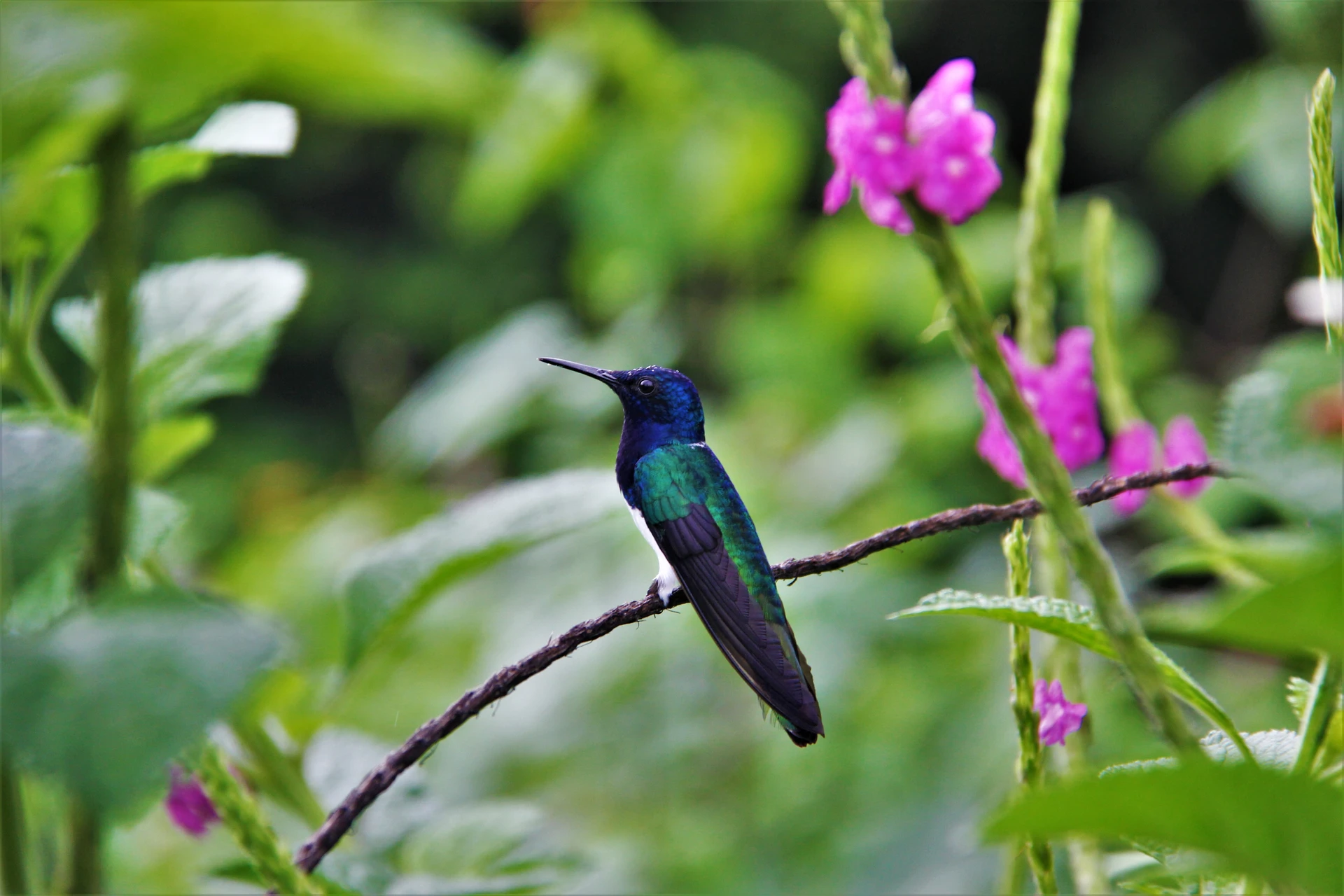 Rappelling down tropical waterfall